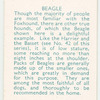 Beagle.