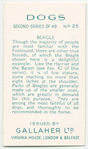 Beagle.