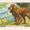 Golden Cocker Spaniel.
