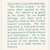 Golden Cocker Spaniel.