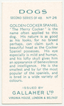 Golden Cocker Spaniel.