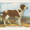 Welsh Springer Spaniel.