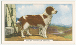 Welsh Springer Spaniel.