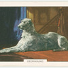 Deerhound.