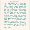 Deerhound.