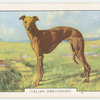 Italian Greyhound.