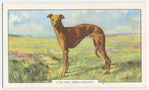 Italian Greyhound.