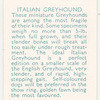 Italian Greyhound.