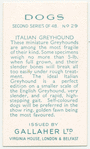 Italian Greyhound.