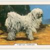 Tibetan Terrier.