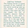Tibetan Terrier.