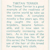 Tibetan Terrier.