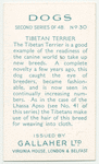 Tibetan Terrier.
