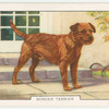 Border Terrier.
