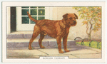 Border Terrier.