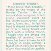 Border Terrier.