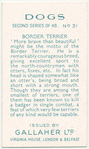 Border Terrier.