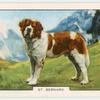 St. Bernard.