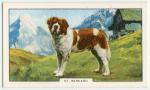 St. Bernard.