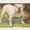 Bulldog.