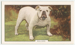 Bulldog.