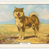 Dingo.