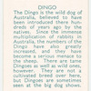 Dingo.