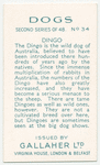 Dingo.