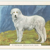 Pyrenean Mountain Dog.