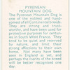 Pyrenean Mountain Dog.