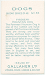 Pyrenean Mountain Dog.