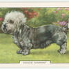 Dandie Dinmont.