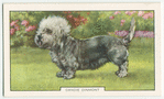 Dandie Dinmont.