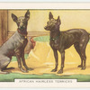 African Hairless Terriers.