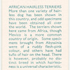 African Hairless Terriers.