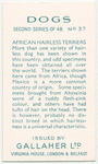 African Hairless Terriers.