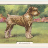 Schnauzer.