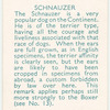 Schnauzer.