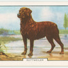 Rottweiler.