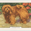 Lhassa Apso.