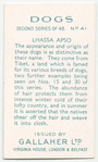 Lhassa Apso.