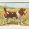 Basset Hound.