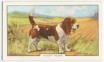 Basset Hound.