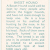 Basset Hound.