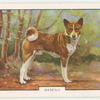 Basenji.