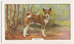 Basenji.
