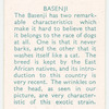 Basenji.