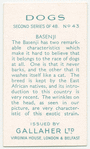 Basenji.