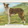 Smooth-coated Collie.