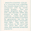 Smooth-coated Collie.